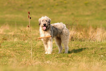 Image showing romanian white shepherd dog