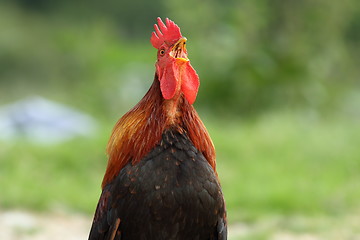 Image showing rooster singing in the morning