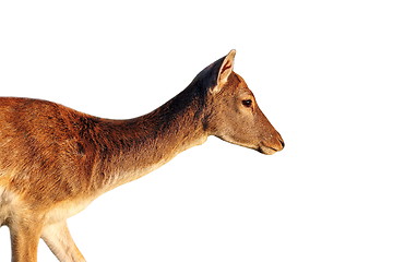 Image showing isolated side view of a deer doe