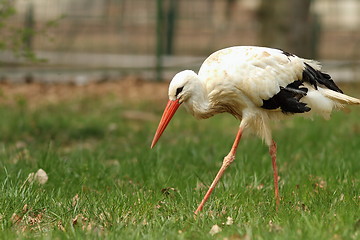 Image showing white stork at the zoo