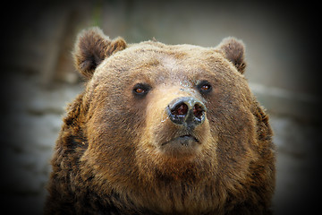 Image showing huge bear portrait