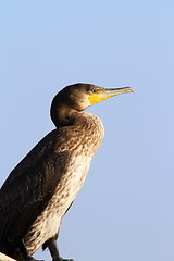 Image showing side view of a great cormorant