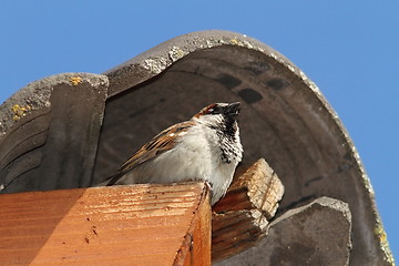 Image showing male house sparrow defending his nest