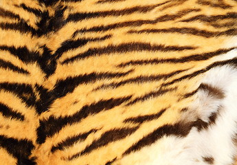 Image showing detailed texture of real tiger fur