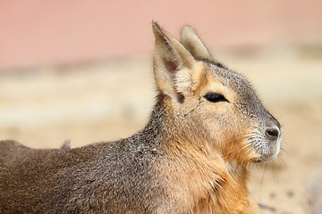 Image showing patagonian mara portrait