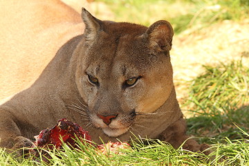 Image showing cougar eating meat