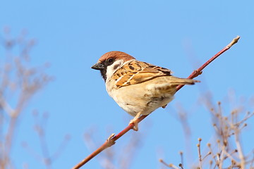 Image showing perched male house sparrow