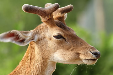 Image showing portrait of young fallow deer stag