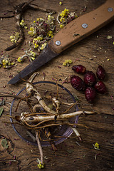 Image showing  root of healing herbs