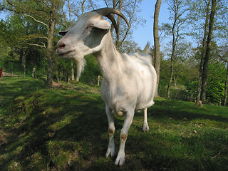 Image showing Goat