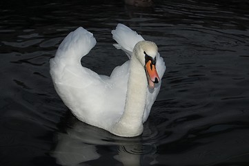 Image showing Swan 04.12.2007