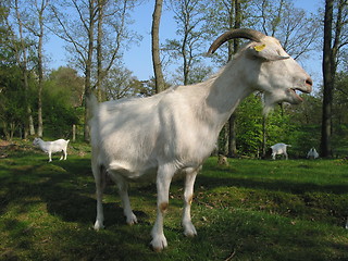 Image showing Goats