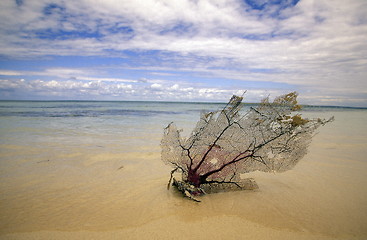 Image showing AMERICA CARIBBIAN SEA DOMINICAN REPUBLIC