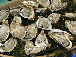 Image showing Oysters