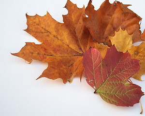 Image showing autumn leaves