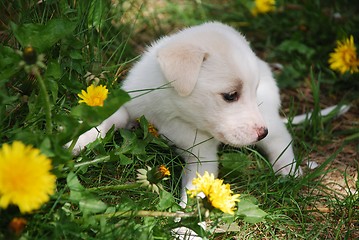 Image showing Puppy in the grass.