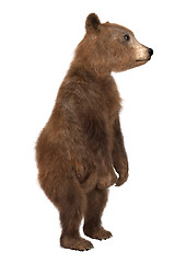 Image showing Brown Bear Cub