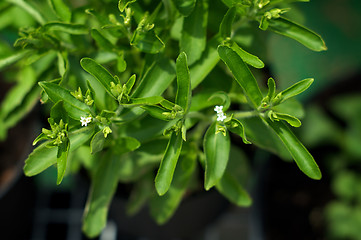 Image showing looking down at stevia plant in bloom