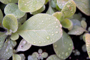 Image showing sacred jasmine aztec tobacco seedlings after rain