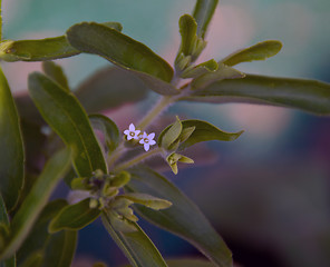 Image showing stevia plant in blossoming