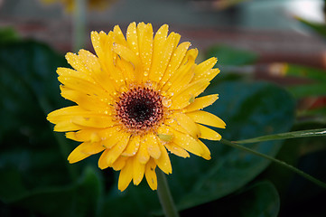 Image showing wet gerbera flower in shade