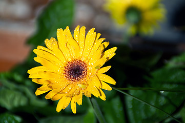 Image showing wet gerbera flower in sunshine