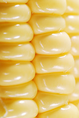 Image showing Corn closeup3