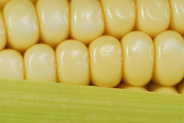 Image showing Corn in cob