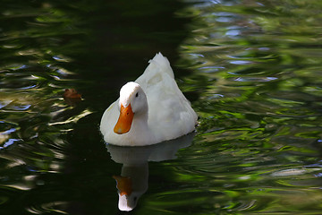 Image showing Floating swan