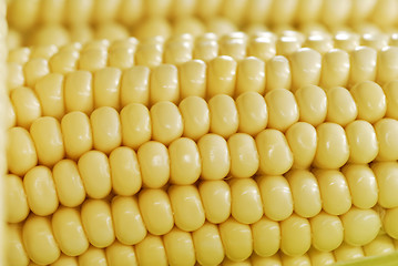 Image showing Corn background