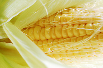 Image showing Fresh corn in cob