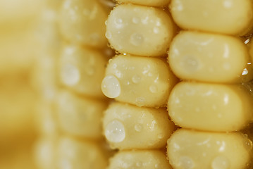 Image showing Fresh corn