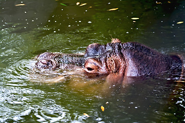 Image showing Hippopotamus in water