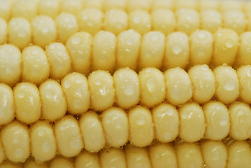 Image showing Fresh corn with waterdrops