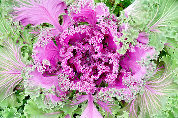 Image showing Cabbage decorative with water drop