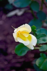 Image showing Rose yellow