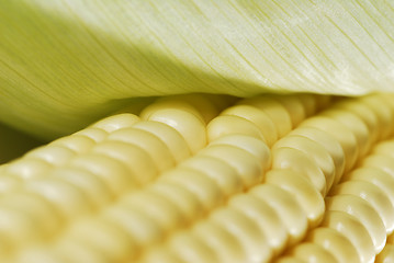 Image showing Corn