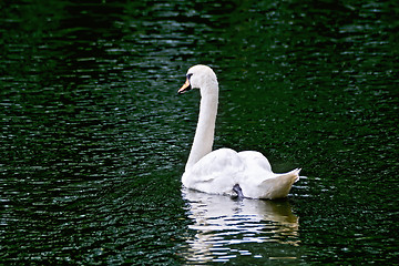 Image showing Swan white in green water