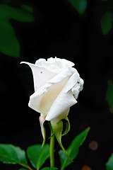 Image showing Rose white