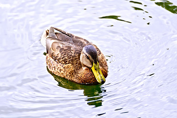 Image showing Duck wild in the pond water