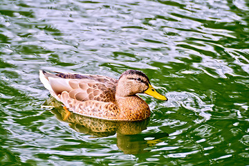 Image showing Duck wild in green water pond
