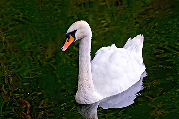 Image showing Swan white in the pond