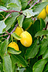 Image showing Plums yellow on tree branch