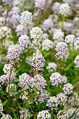 Image showing Alyssum white and lilac