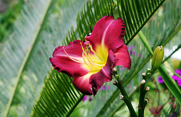 Image showing Red flower