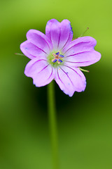 Image showing pink geranium