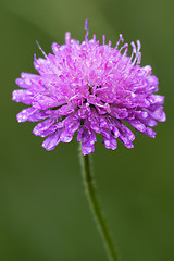 Image showing violet flower dispsacacea