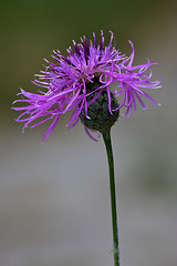Image showing centaurea scabiosa  composite violet flower