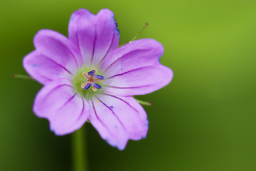 Image showing pink geranium dissectum 