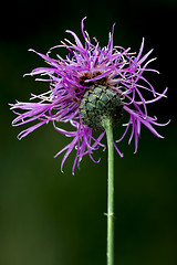 Image showing centaurea scabiosa jacea composite violet flower